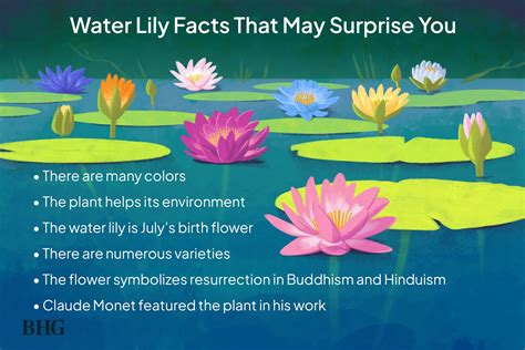 Facts About Lily Pads .